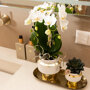 Witte orchidee en succulent op dienblad